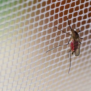 Мрежа против комари 70гр/м² My Garden, UV стабилизирана - 1х30м | цена за 1руло