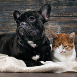 Домашни любимци