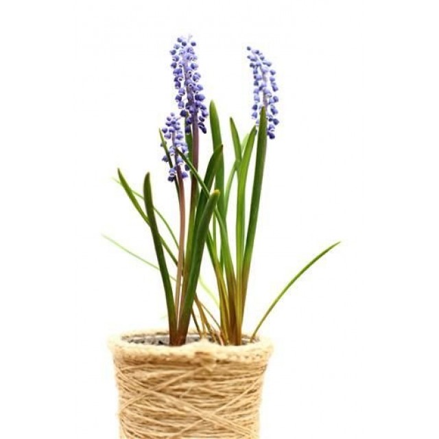 Напоител за саксии за цветя